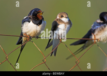 Rauchschwalbe (Hirundo Rustica) sitzen auf Maschendrahtzaun Stockfoto