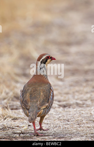 Rothuhn (Alectoris Rufa) getrocknete Gras gehen Rückansicht Stockfoto