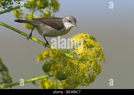 Lesser Whitethroat (Sylvia Curruca) sitzen am Stiel Stockfoto