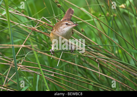 Drosselrohrsänger (Acrocephalus Arundinaceus) sitzen im Schilf Stockfoto