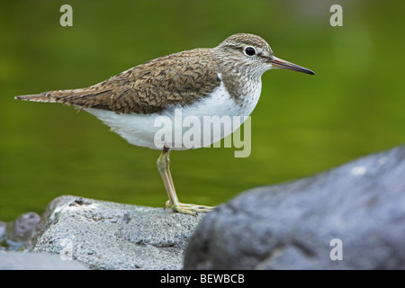 Flussuferläufer (Actitis Hypoleucos) stehend auf Stein an der Waterfront, Seitenansicht Stockfoto