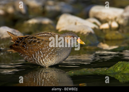 Spotted Crake (Porzana Porzana) stehen im Wasser, Seitenansicht Stockfoto