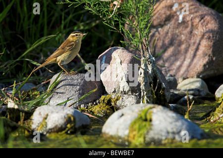 Schilfrohrsänger (Acrocephalus Schoenobaenus) sitzen auf Stein in der Nähe der Waterfront, Seitenansicht Stockfoto