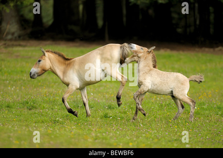 Zwei Przewalski Wildpferde, Equus Przewalskii, Bayerischer Wald, Deutschland Stockfoto