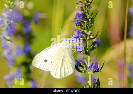 großer weißer Schmetterling (Pieris Brassicae) Stockfoto