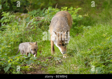 Grauer Wolf, Canis Lupus, Erwachsene und Welpen, Bayerischer Wald, Deutschland Stockfoto