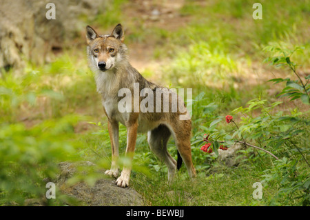 Grauer Wolf, Canis Lupus, Bayerischer Wald, Deutschland Stockfoto