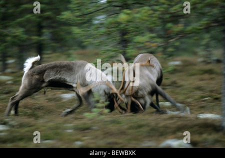 Rentier-Bullen (Rangifer Tarandus) im Duell, Jamtland, Schweden Stockfoto