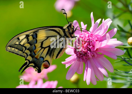 Alten Welt Schwalbenschwanz (Papilio Machaon) sitzen auf rosa Blüte, Seitenansicht Stockfoto