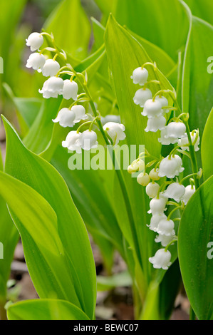 Lily Of The Valley (Convallariaarten Majalis), Nahaufnahme Stockfoto