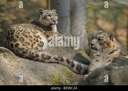 auf einem Felsen liegend zwei Schneeleoparden (Panthera Uncia) Stockfoto