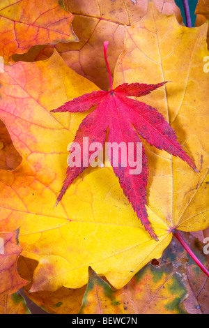 Herbst Blätter Bergahorn und lila rotblättrige Ahorn Stockfoto