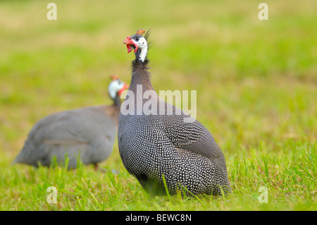 Zwei behelmter Guineafowls (Numida Meleagris) auf einer Wiese, Nahaufnahme Stockfoto