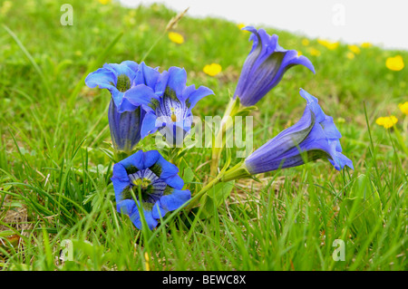 Blühende Alpine Enzian (Gentiana Alpina), Steiermark, Österreich, Nahaufnahme Stockfoto