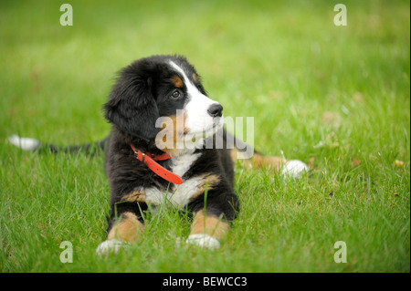 Berner Sennenhund Welpe liegend auf einer Wiese Stockfoto