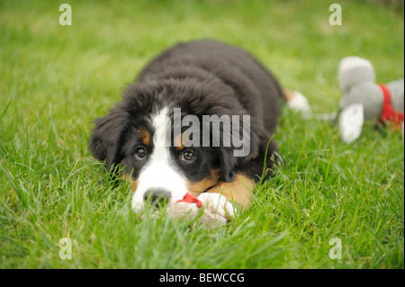 Berner Sennenhund Welpe liegend auf einer Wiese, Nahaufnahme Stockfoto