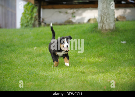 Berner Sennenhund Welpen, die auf einer Wiese Stockfoto