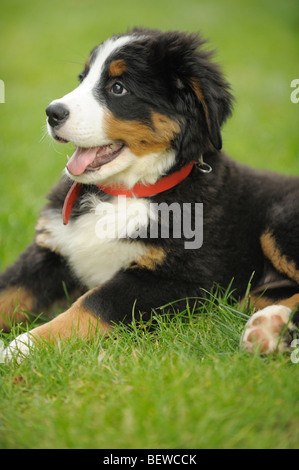 Berner Sennenhund Welpe liegend auf einer Wiese Stockfoto