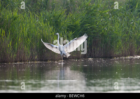 Reiher, Casmerodius Albus, volle erschossen Stockfoto