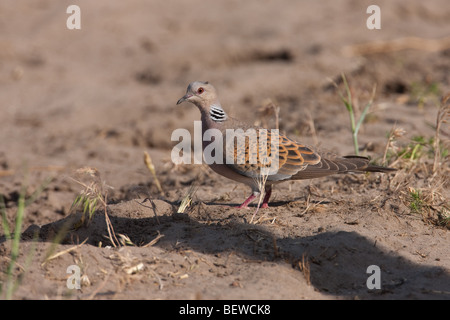 Turteltaube, Streptopelia Turtur, Nahaufnahme Stockfoto