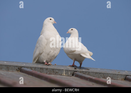 Zwei Tauben auf dem Dach, Nahaufnahme Stockfoto