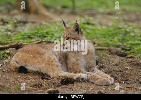 Luchs (Lynx Lynx) liegen im Wald Stockfoto