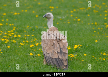 Gänsegeier (abgeschottet Fulvus) auf einer Wiese, Rückansicht Stockfoto