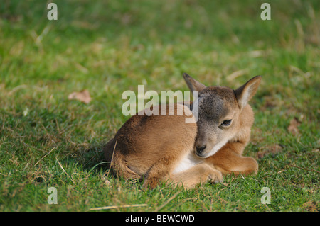 Mufflon (Ovis Orientalis Orientalis) liegen auf einer Wiese, Bayern, Deutschland Stockfoto