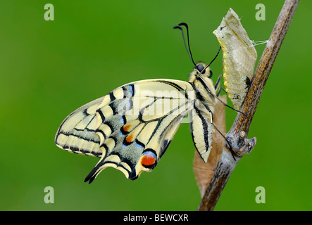 Frisch geschlüpfte Old World Schwalbenschwanz (Papilio Machaon) sitzen auf Stiel, Seitenansicht Stockfoto