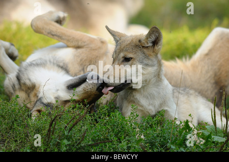 Zwei spielen Wolfjungen (Canis Lupus), Bayerischer Wald, Deutschland Stockfoto