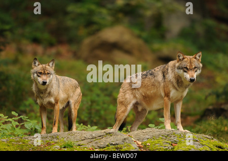 Zwei Wölfe (Canis Lupus), auf Felsen, Bayerischer Wald, Deutschland Stockfoto