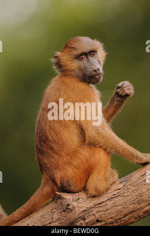 Guinea-Pavian (Papio Papio) auf Ast Stockfoto