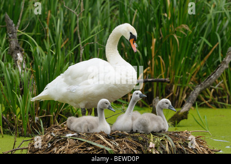 Drei junge Höckerschwäne (Cygnus Olor) mit Mutter Tier sitzt im nest Stockfoto