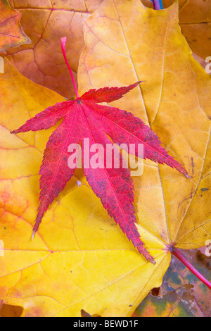 Herbst Blätter Bergahorn und lila rotblättrige Ahorn Stockfoto