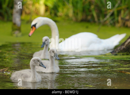 Drei junge Höckerschwäne (Cygnus Olor) mit Mutter Tier Schwimmen am See Stockfoto