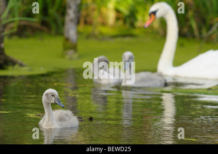 Drei junge Höckerschwäne (Cygnus Olor) mit Mutter Tier Schwimmen am See Stockfoto