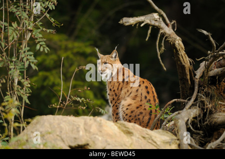 Einzelne Luchs (Lynx Lynx) sitzt auf Felsen, Bayerischer Wald, Deutschland Stockfoto