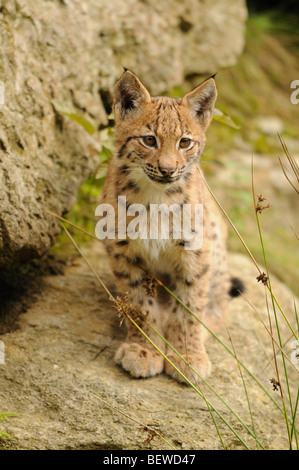 Young-Luchs (Lynx Lynx) sitzt auf Fels, Bayerischer Wald, Deutschland, Vorderansicht Stockfoto