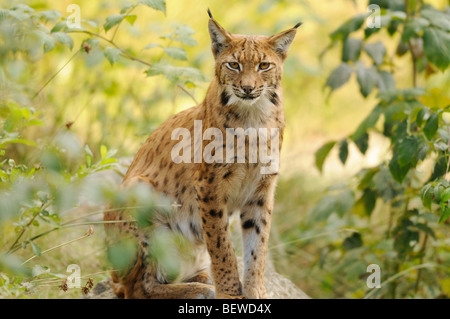 Erwachsene Luchs (Lynx Lynx) sitzt auf Fels, Bayerischer Wald, Deutschland, Blickkontakt Stockfoto