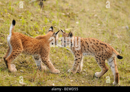 Zwei junge Luchse (Lynx Lynx) von Angesicht zu Angesicht, Bayerischer Wald, Deutschland, Seitenansicht Stockfoto