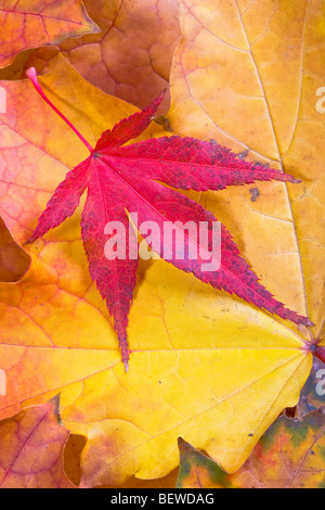 Herbst Blätter Bergahorn und lila rotblättrige Ahorn Stockfoto