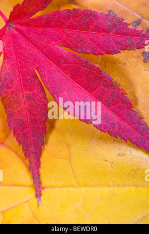 Herbst Blätter Bergahorn und lila rotblättrige Ahorn Stockfoto