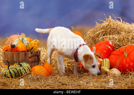 Parson Russell Terrier / Stroh, Kürbisse, Halstuch Stockfoto