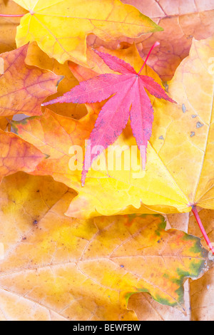 Herbst Blätter Bergahorn und lila rotblättrige Ahorn Stockfoto