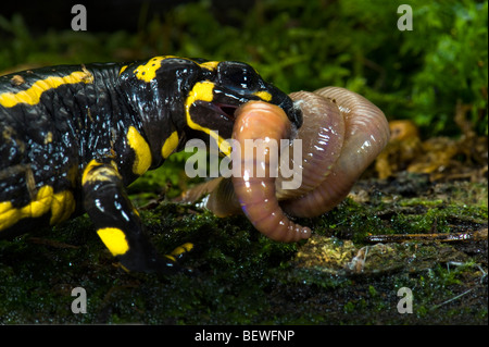 Firesalamander Feuer Salamander Salamandra Salamandra alpine das wahre ist das Essen einen Regenwurm Wurm Kampf kämpfen Roll Rollen Stockfoto