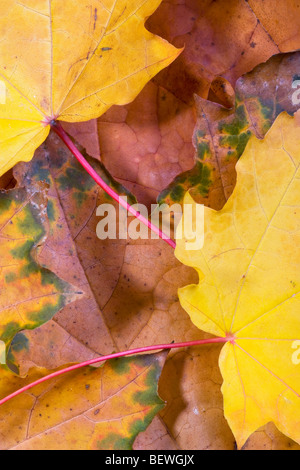 Herbst Blätter Bergahorn Acer Pseudoplatarus (Aceraceae) Stockfoto