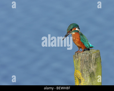 Eisvogel Alcedo Atthis, thront auf Holzpfosten Flechten bedeckt Stockfoto