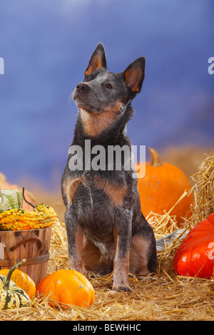 Australian Cattle Dog / Stroh, Kürbisse Stockfoto