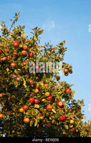 Eine alte englische Apfelbaum mit rosigen rote Äpfel. Stockfoto