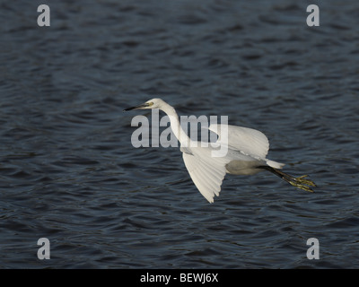 Seidenreiher, während des Fluges niedrig über wellige blaue Wasser Stockfoto